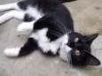 Lua 