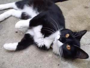 Gato raça SRD-ViraLata idade 1 ano nome Lua 