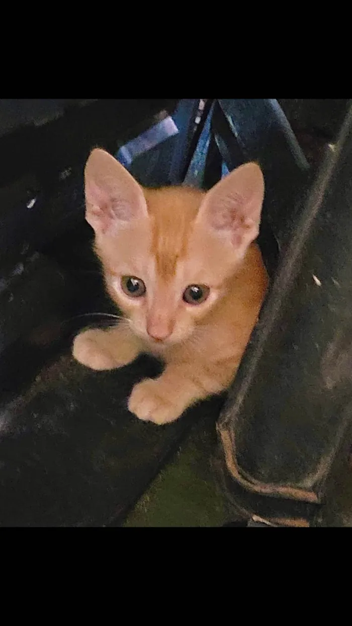 Gato ra a X idade 2 a 6 meses nome Garfield 