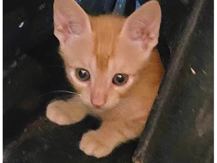 Gato ra a X idade 2 a 6 meses nome Garfield 