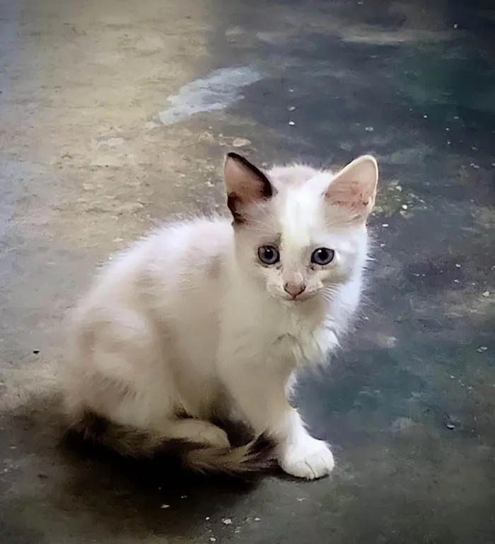 Gato ra a X idade  nome Sem nome
