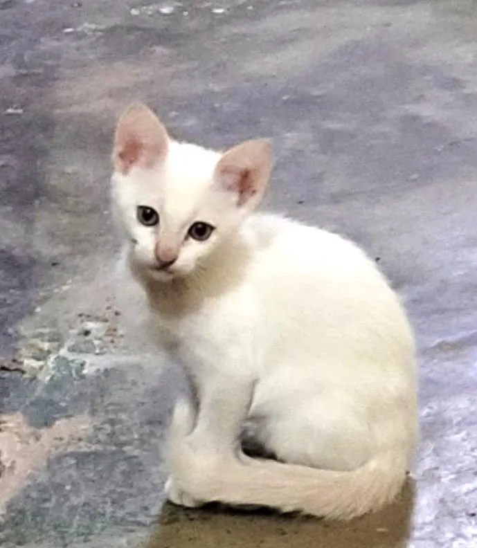 Gato ra a X idade  nome Sem nome