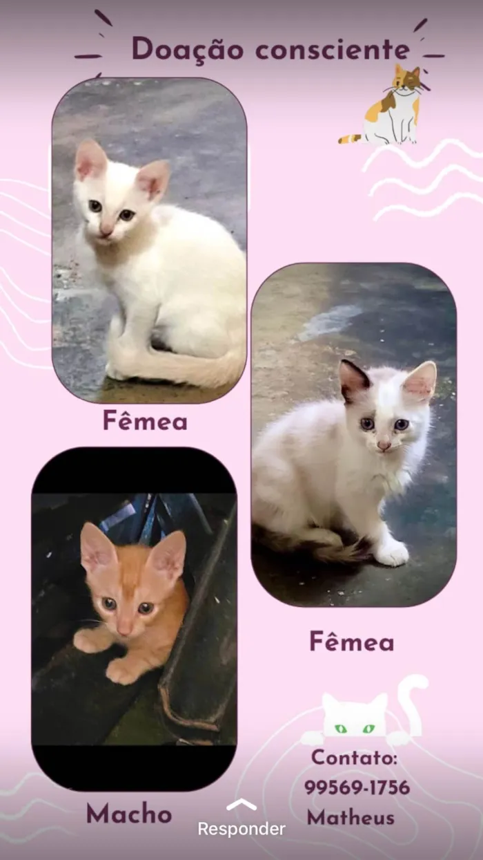 Gato ra a X idade  nome Sem nome