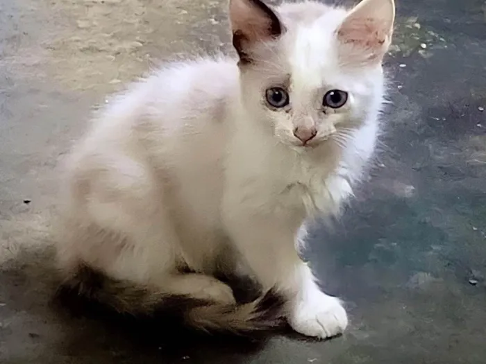 Gato ra a X idade  nome Sem nome