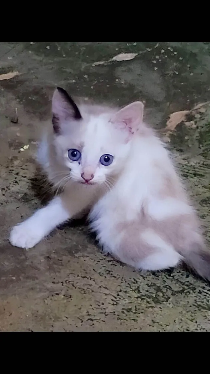 Gato ra a X idade  nome Sem nome