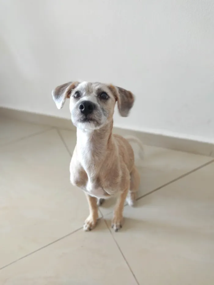 Cachorro ra a SRD-ViraLata idade 7 a 11 meses nome Pina