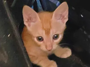 Gato raça X idade 2 a 6 meses nome Garfield 