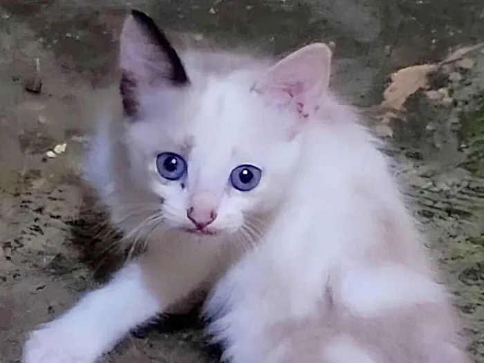 Gato ra a X idade  nome Sem nome
