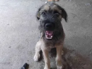 Cachorro raça SRD-ViraLata idade 7 a 11 meses nome Boris