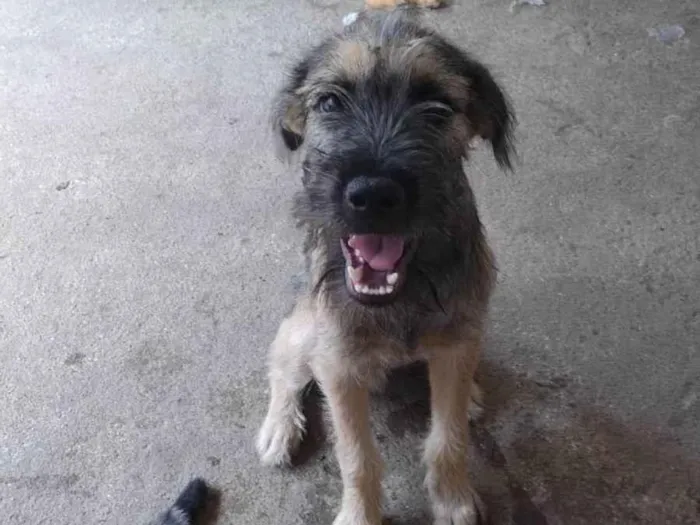 Cachorro ra a SRD-ViraLata idade 7 a 11 meses nome Boris