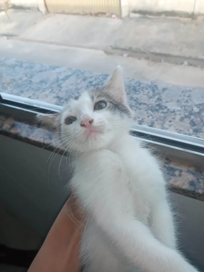 Gato raça  idade Abaixo de 2 meses nome Frajola