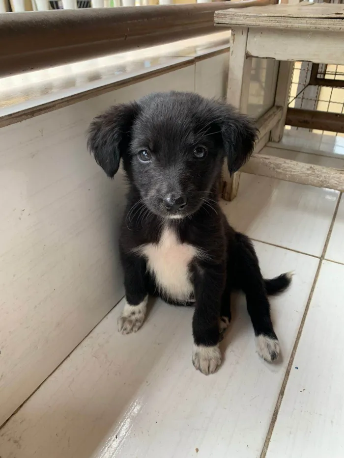 Cachorro raça SRD-ViraLata idade 2 a 6 meses nome Duque