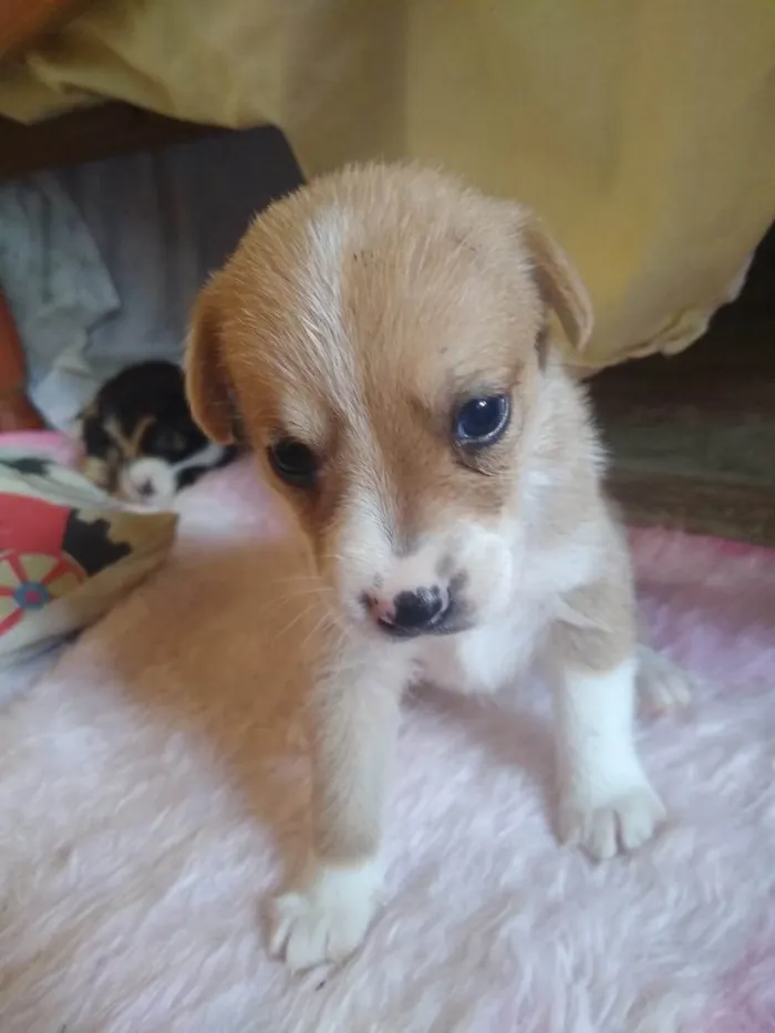 Cachorro ra a Mistura de raças idade Abaixo de 2 meses nome Sem nome 