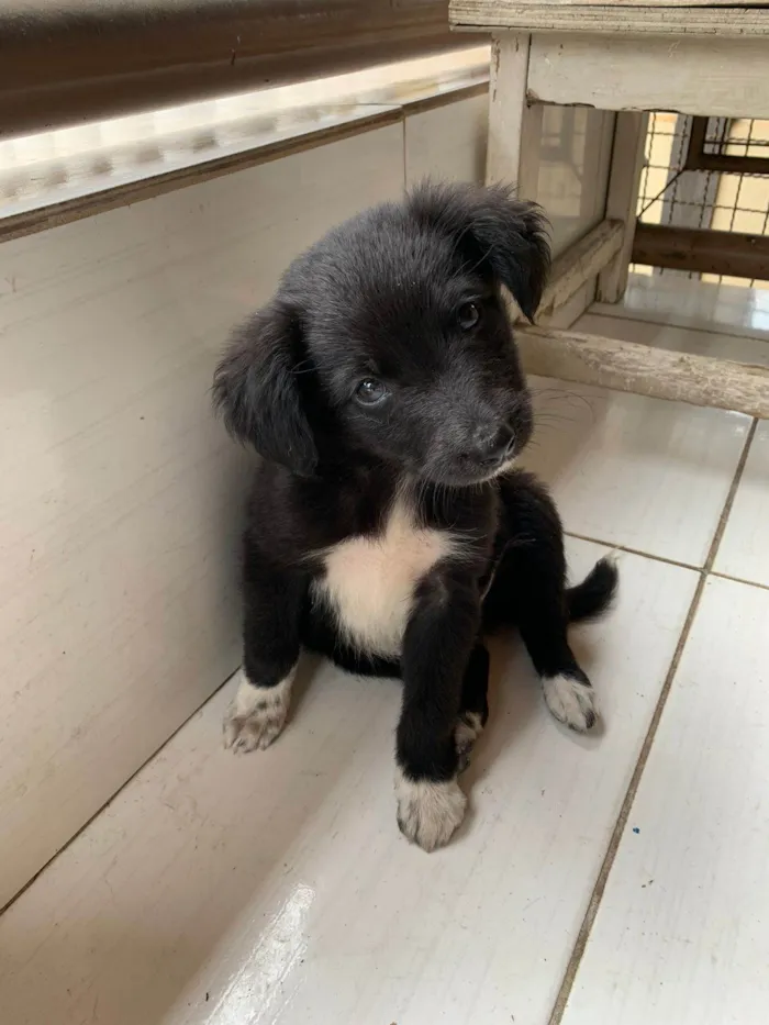 Cachorro raça SRD-ViraLata idade 2 a 6 meses nome Duque