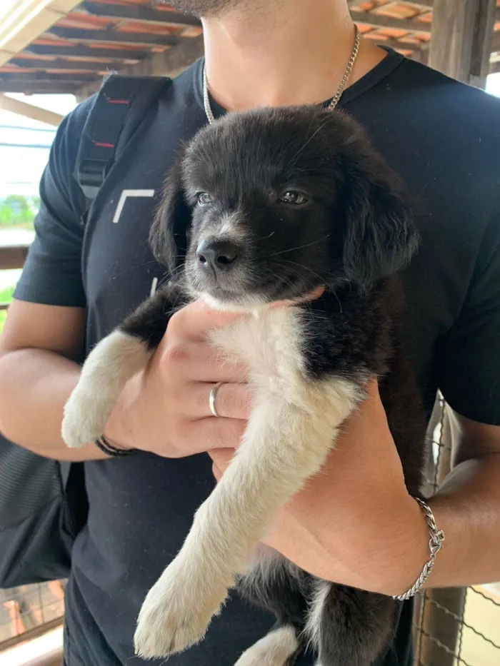 Cachorro raça SRD-ViraLata idade 2 a 6 meses nome Nina