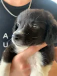 Nina