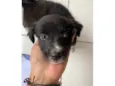Nina