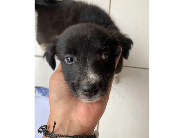 Cachorro raça SRD-ViraLata idade 2 a 6 meses nome Nina