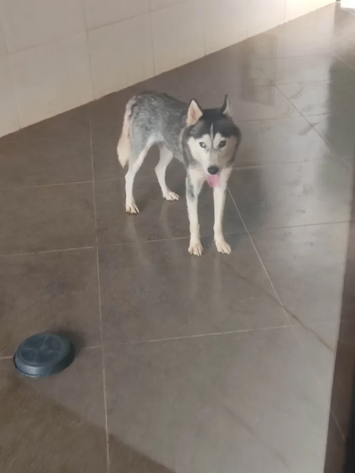 Cachorro ra a Husky Siberiano idade 2 anos nome Maya