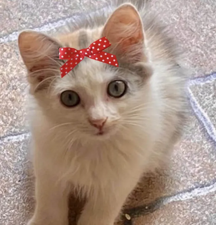 Gato ra a Mestica  idade 2 a 6 meses nome Sofia 