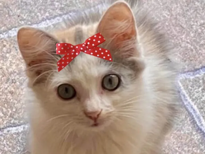 Gato ra a Mestica  idade 2 a 6 meses nome Sofia 