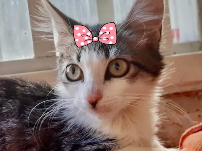 Gato ra a Mestica  idade 2 a 6 meses nome Tina 