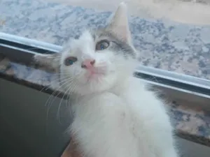 Gato raça  idade Abaixo de 2 meses nome Frajola