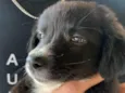 Nina