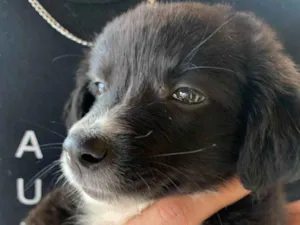 Cachorro raça SRD-ViraLata idade 2 a 6 meses nome Nina