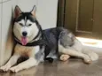 Maya