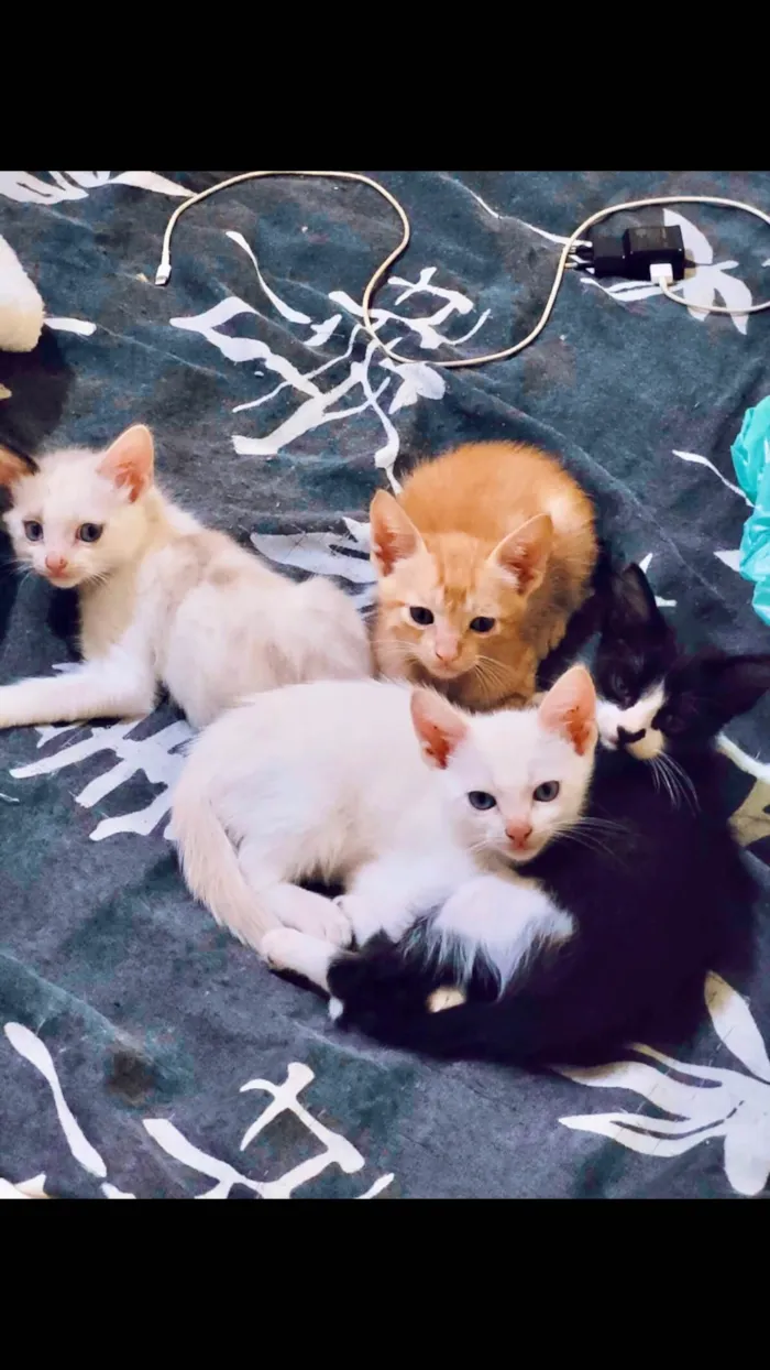 Gato ra a  idade 2 a 6 meses nome Sem nome ainda