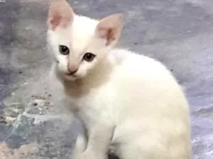 Gato raça  idade 2 a 6 meses nome Sem nome ainda