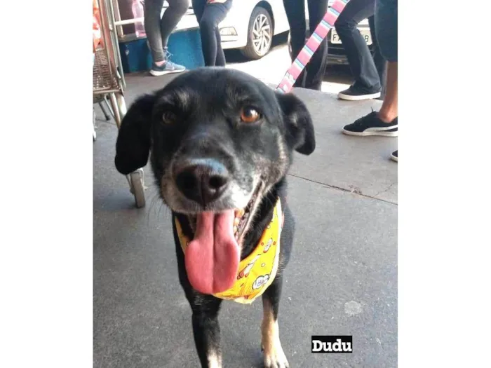Cachorro ra a SRD idade 4 anos nome Dudu