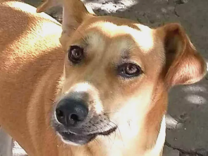 Cachorro ra a srd idade 4 anos nome Pandora