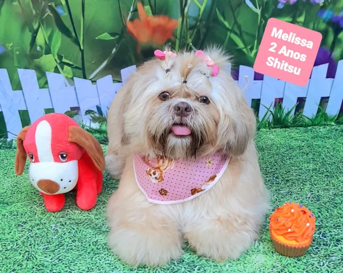 Cachorro raça Shitzu idade 2 anos nome Melissa 