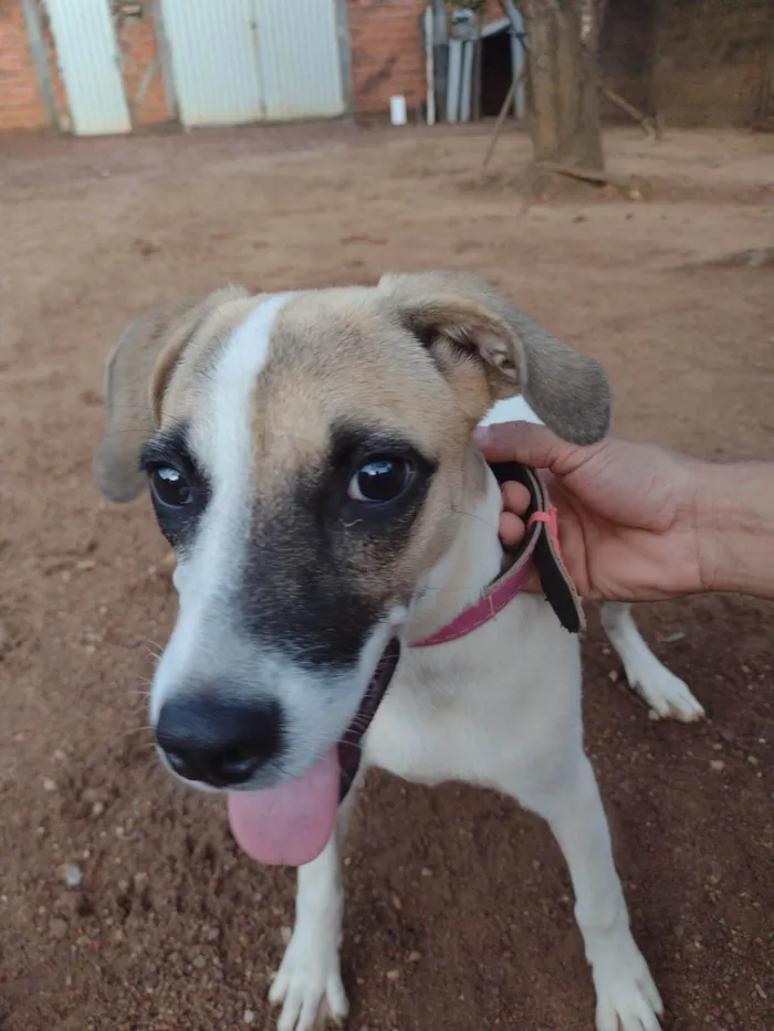 Cachorro ra a SRD-ViraLata idade 7 a 11 meses nome Mila( nome dado por quem achou)