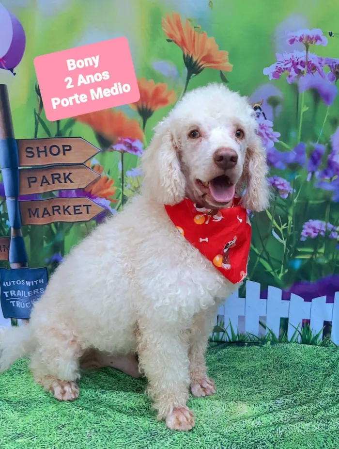 Cachorro raça Poodle idade 2 anos nome Bony