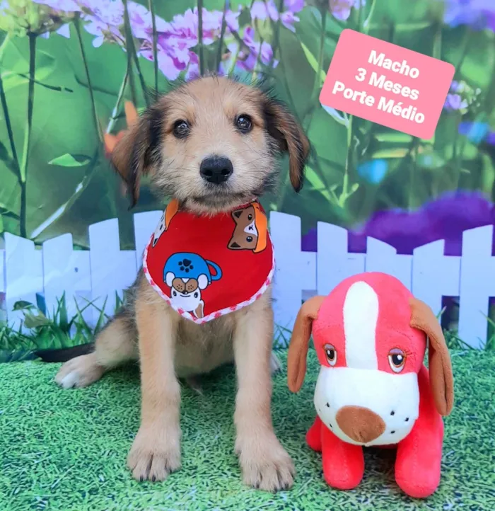 Cachorro raça SRD-ViraLata idade 2 a 6 meses nome Luquinhas 