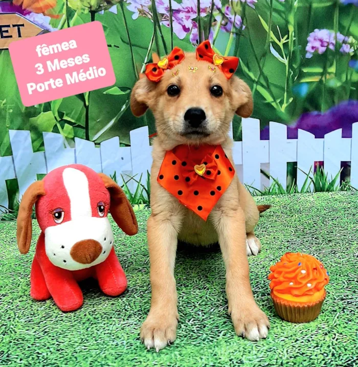 Cachorro raça SRD-ViraLata idade 2 a 6 meses nome Flor