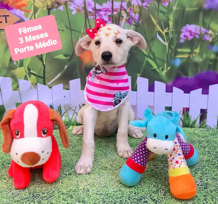 Cachorro raça SRD-ViraLata idade 2 a 6 meses nome Gaya 