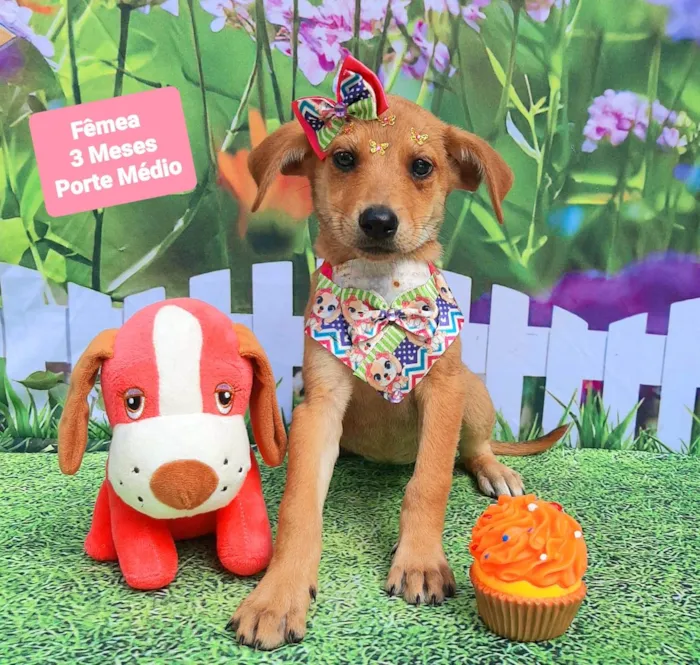 Cachorro raça SRD-ViraLata idade 2 a 6 meses nome Guta 