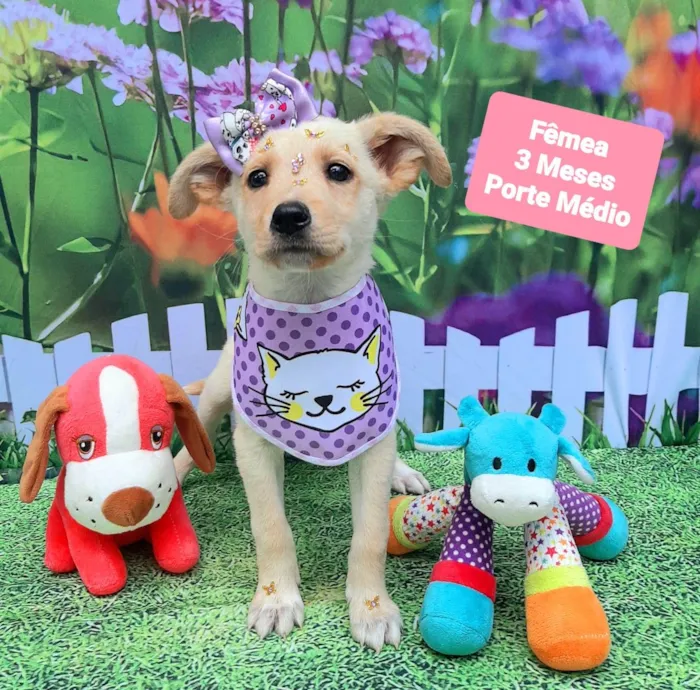 Cachorro raça SRD-ViraLata idade 2 a 6 meses nome Maze