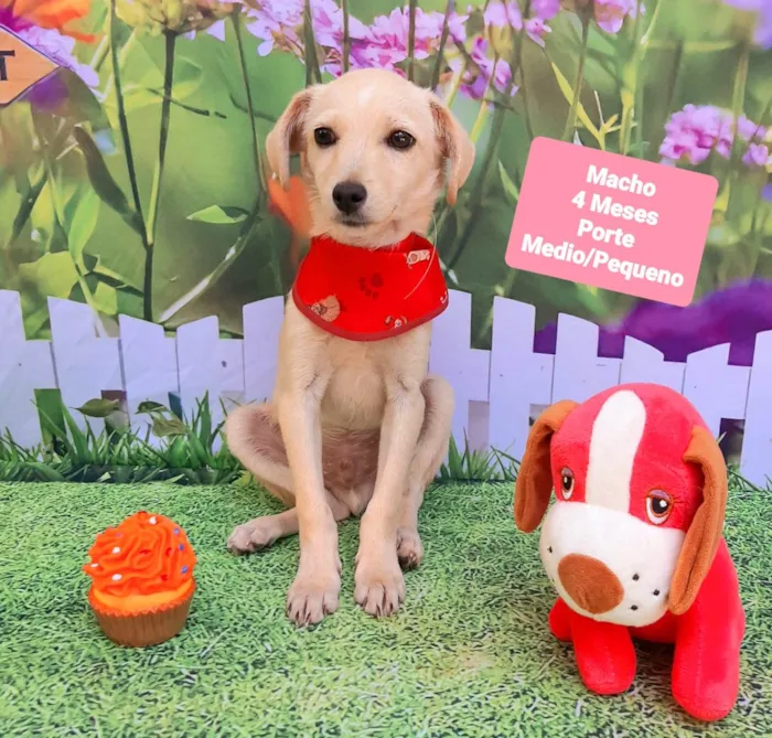 Cachorro raça SRD-ViraLata idade 2 a 6 meses nome Chiquinho