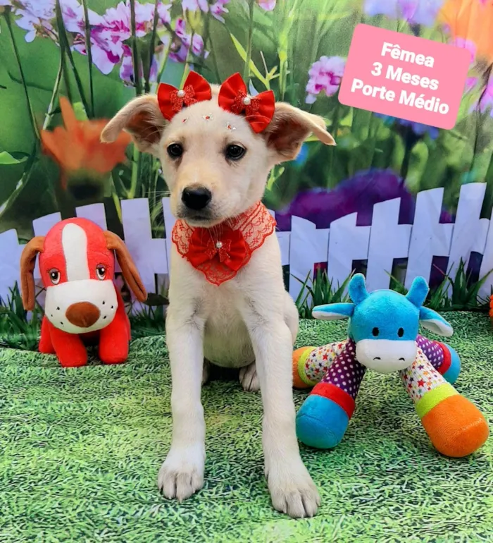 Cachorro raça SRD-ViraLata idade 2 a 6 meses nome Cloe