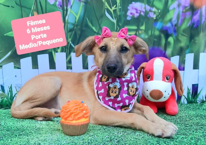 Cachorro raça SRD-ViraLata idade 2 a 6 meses nome Claudia 