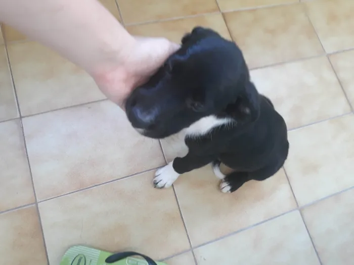 Cachorro ra a SRD-ViraLata idade 2 a 6 meses nome Não tem nome ainda