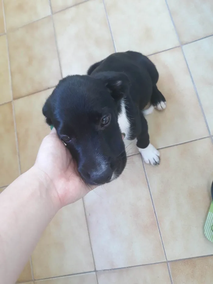 Cachorro ra a SRD-ViraLata idade 2 a 6 meses nome Não tem nome ainda