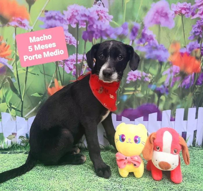 Cachorro raça SRD-ViraLata idade 2 a 6 meses nome Nicolas 