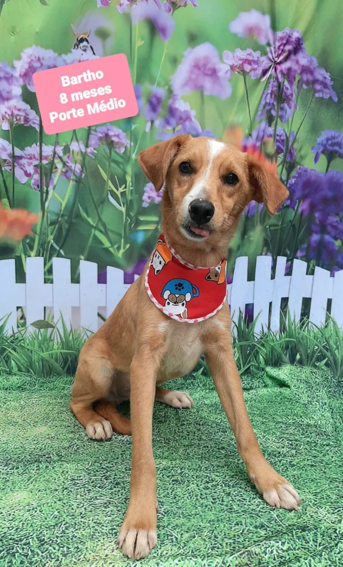 Cachorro raça SRD-ViraLata idade 7 a 11 meses nome Bartho 