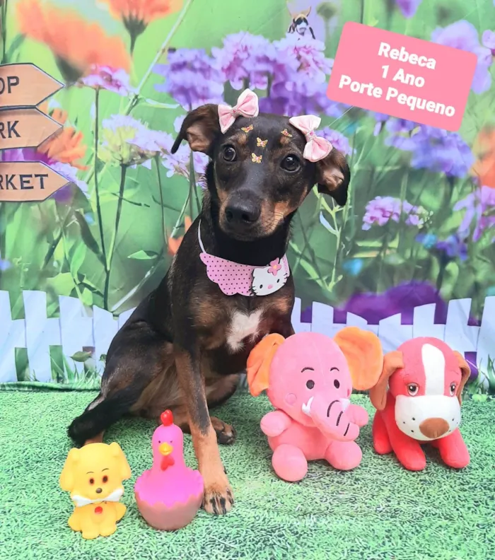 Cachorro raça SRD-ViraLata idade  nome Rebeca